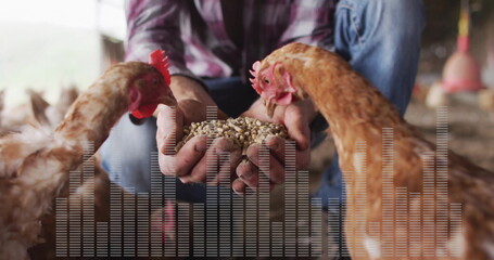 Kneeling farmer wearing checkered shirt holding poultry feed in poultry barn, with hens pecking © vectorfusionart