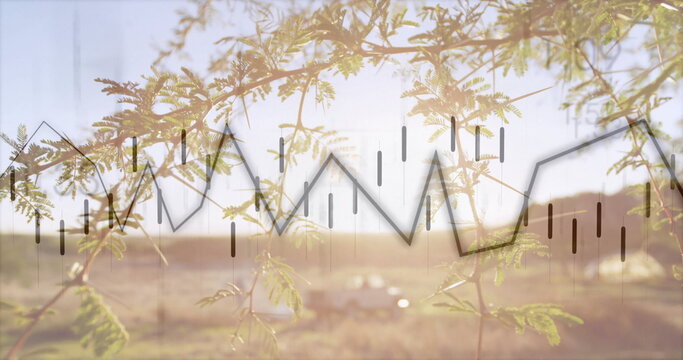 Showing tree branch with small leaves over farmland at sunset, with pickup truck, financial overlay