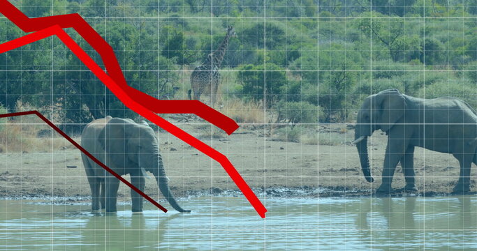 African elephants drinking from waterhole in savanna, with giraffe, grid, red line chart overlays - Powered by Adobe