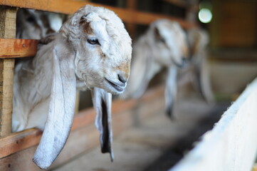 Fototapeta premium goat in the farm