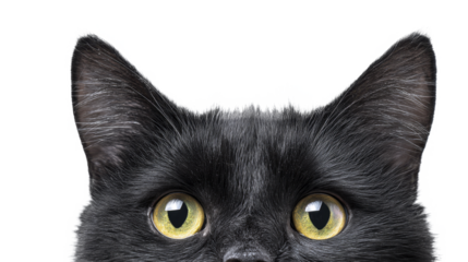 close-up of a black cat with vibrant yellow-green eyes and pointed ears looking forward on a transparent background, PNG image