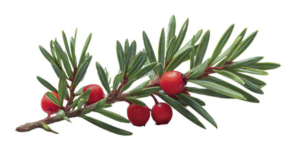 Detailed botanical study of evergreen yew branch with vibrant red berries on a transparent background, PNG image, PNG file