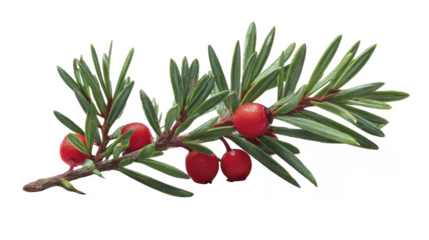 Detailed botanical study of evergreen yew branch with vibrant red berries on a transparent background, PNG image, PNG file