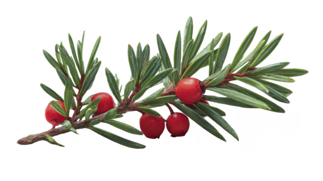 Detailed botanical study of evergreen yew branch with vibrant red berries on a transparent background, PNG image, PNG file