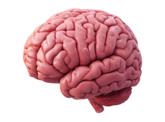 Human brain anatomy detailed 3d render medical illustration, Isolated On White, Transparent Background, Png Cut Out