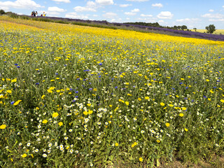 The Cotswolds England UK, 30.06.2025. Wild flowers in the English countryside.