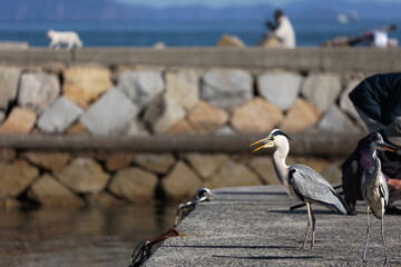 釣れた魚を奪い取るギャングの青鷺 / 山口県大島郡周防大島町沖家室島