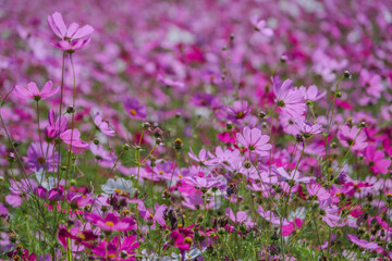 Obraz premium colorful pink and white cosmos flower garden field in sunshine
