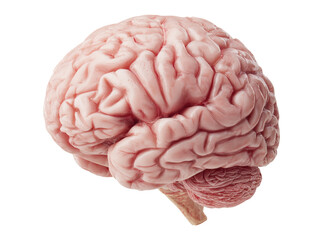 Human brain anatomy detailed model medical science, Isolated On White, Transparent Background, Png Cut Out