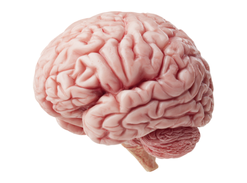 Human brain anatomy detailed model medical science, Isolated On White, Transparent Background, Png Cut Out