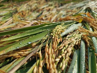 Golden rice field ready for harvest, bent by the afternoon breeze, glistening with dew.