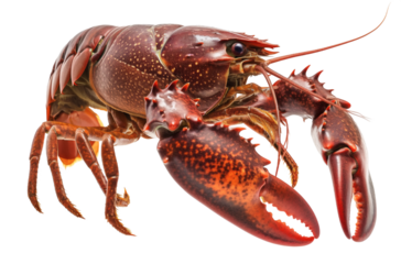 A red lobster with prominent claws and long antennae, showcasing its crustacean features and marine exoskeleton structure.