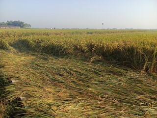 Golden rice field ready for harvest, bent by the afternoon breeze, glistening with dew.