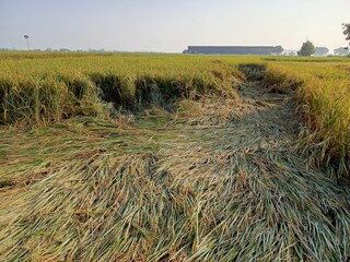 Golden rice field ready for harvest, bent by the afternoon breeze, glistening with dew.