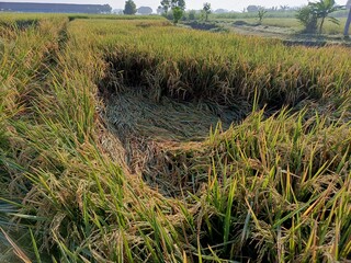 Golden rice field ready for harvest, bent by the afternoon breeze, glistening with dew.