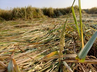 Golden rice field ready for harvest, bent by the afternoon breeze, glistening with dew.