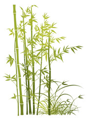 A group of bamboo plants with lush green leaves in a natural setting, showcasing vibrant vegetation and organic beauty.