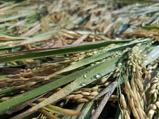 Golden rice field ready for harvest, bent by the afternoon breeze, glistening with dew.