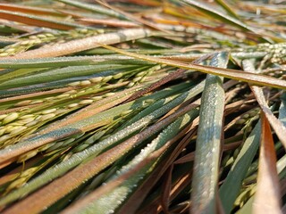 Golden rice field ready for harvest, bent by the afternoon breeze, glistening with dew.
