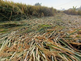 Golden rice field ready for harvest, bent by the afternoon breeze, glistening with dew.