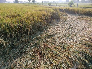Golden rice field ready for harvest, bent by the afternoon breeze, glistening with dew.