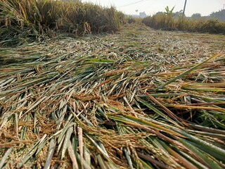 Golden rice field ready for harvest, bent by the afternoon breeze, glistening with dew.