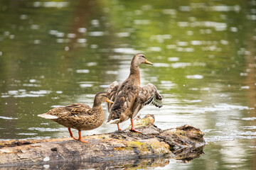 A female Mallard Duck beating its wings on a log at Whitaker Ponds Nature Park in Portland Oregon