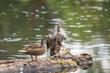 A female Mallard Duck beating its wings on a log at Whitaker Ponds Nature Park in Portland Oregon