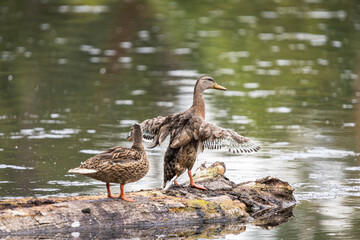 A female Mallard Duck beating its wings on a log at Whitaker Ponds Nature Park in Portland Oregon