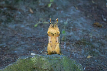 A pregnant female squirrel standing on a rock and showing her belly while winking at Whitaker Ponds Nature Park in Portland Oregon