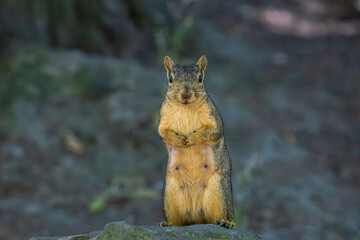 A female squirrel standing on a rock and showing per belly at Whitaker Ponds Nature Park in Portland Oregon