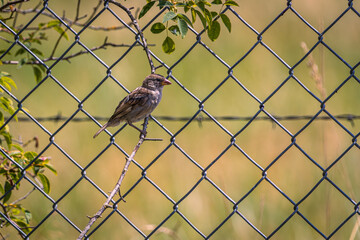 A House Sparrow perched on a small branch in front of a cyclone fence 