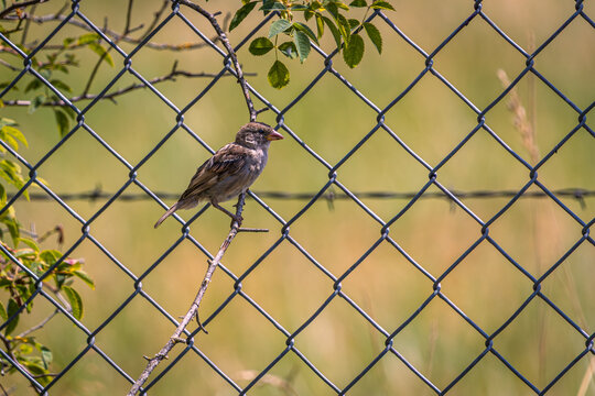 A House Sparrow perched on a small branch in front of a cyclone fence