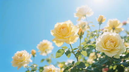 Obraz premium Bright Yellow Roses Blooming Under Clear Blue Sky with Warm Sunlight