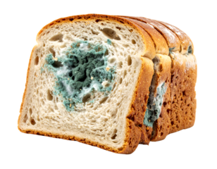 Slices of bread covered with green and white mold, showing signs of spoilage and decay isolated on transparent background.