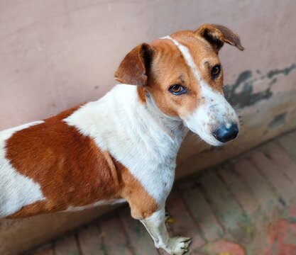 Alert Indian Pariah Dog with Expressive Eyes