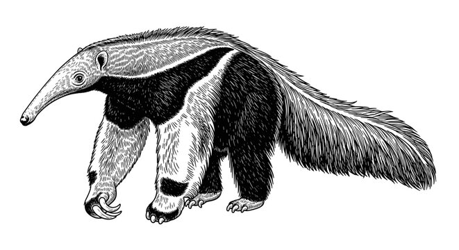 Engraved Anteater Illustration: Detailed Black and White Animal Drawing