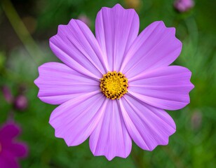 Obraz premium 초점 맞춘 보라 코스모스 꽃 클로즈업 Close-Up of Purple Cosmos Flower in Focus
