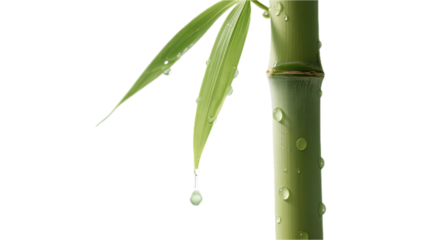 Transparent PNG of green bamboo with water droplets, representing natural freshness and vitality, used for shaping the image of herbal skincare and health brands.
