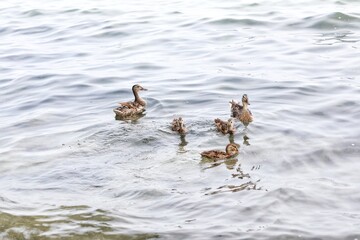 ducks swimming in the water