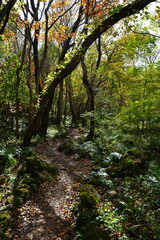 refreshing autumn forest and fine path