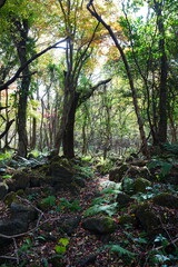 autumn path with autumnal tints