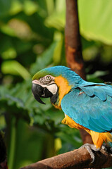 Blue-and-Yellow Macaw on Branch