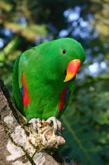 Male Eclectus Parrot in Tree