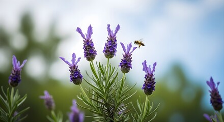 A bee hovering over lavender flowers against a blurred blue sky background