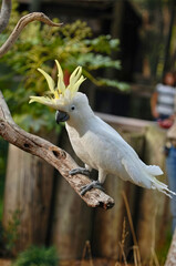Fototapeta premium Sulphur-crested Cockatoo with Raised Crest