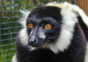 Black-and-White Ruffed Lemur with Yellow Eyes