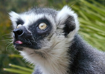 Wide-Eyed Ring-Tailed Lemur Looking Up