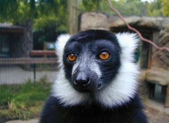 Black-and-White Ruffed Lemur Face Closeup