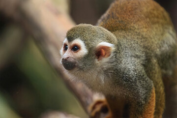 Squirrel Monkey Watching from Branch